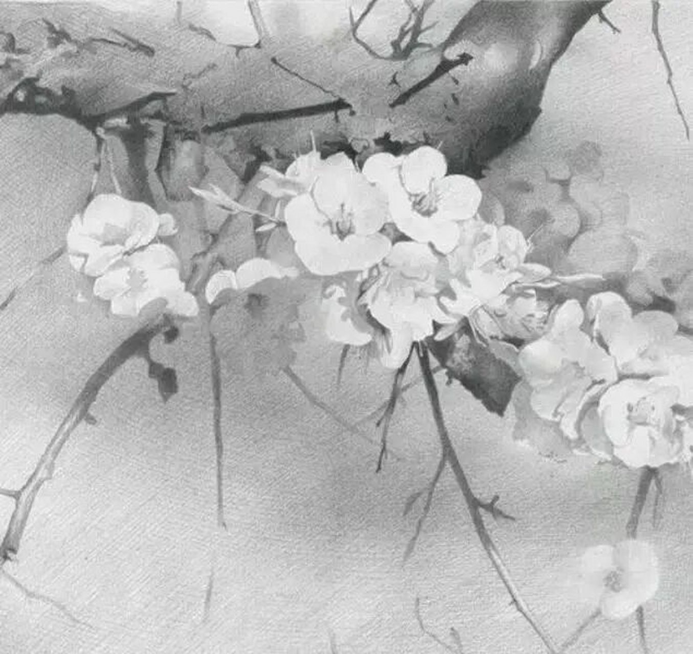 精微素描花卉 附细节图 #发一张最近的画# #素描# #素描画# #素描静物