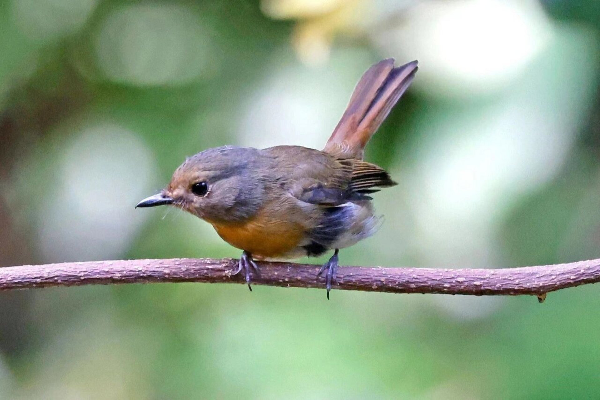 《海南蓝仙翁(雌)》 #纪实