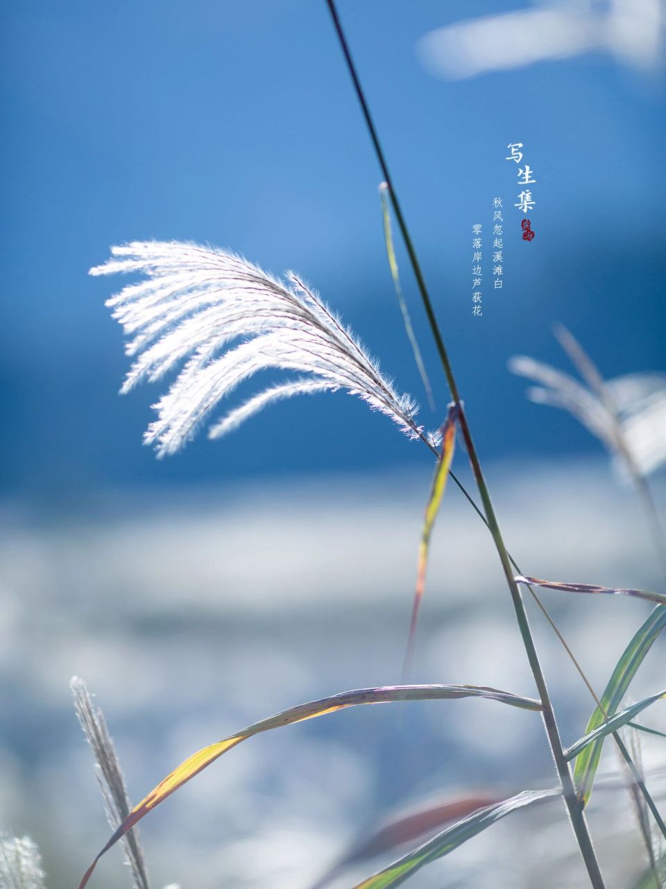 芦荻 芦花图片