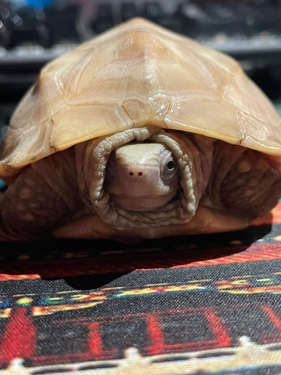 室友买的白玉龟 室友买的白玉龟,长得眉清目秀的