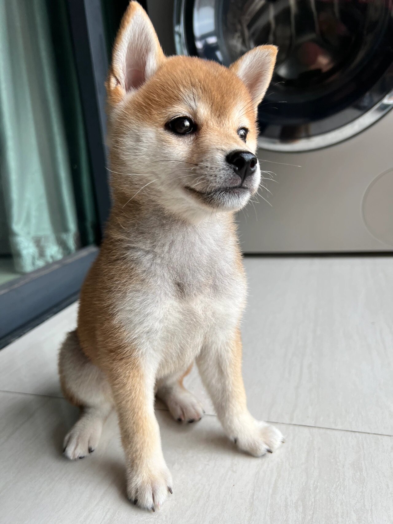 浅拍一下三个月的小豆柴 赶在尴尬期前记录一下