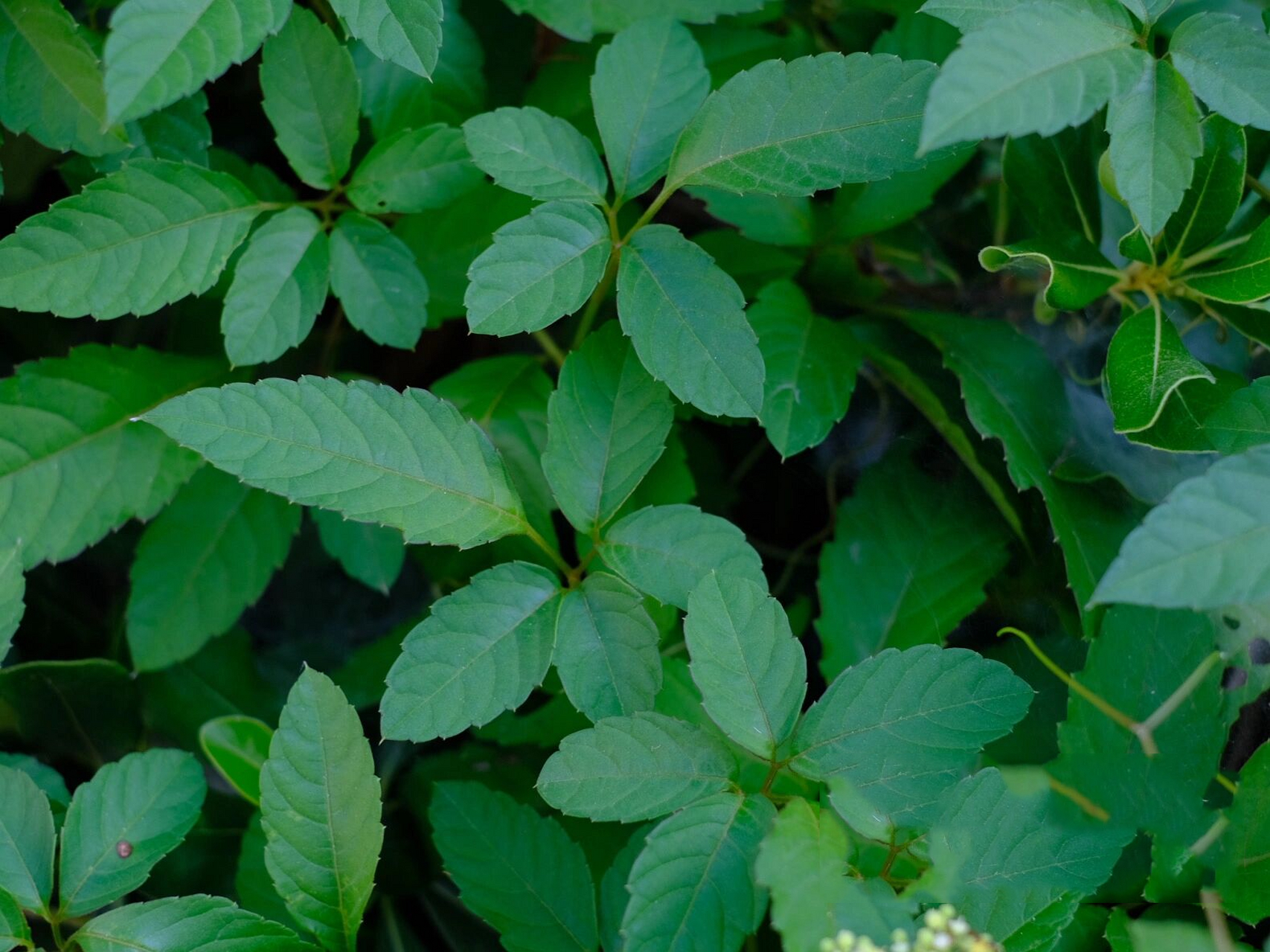 5枚小叶片组成鸟足状,也被叫做五叶藤