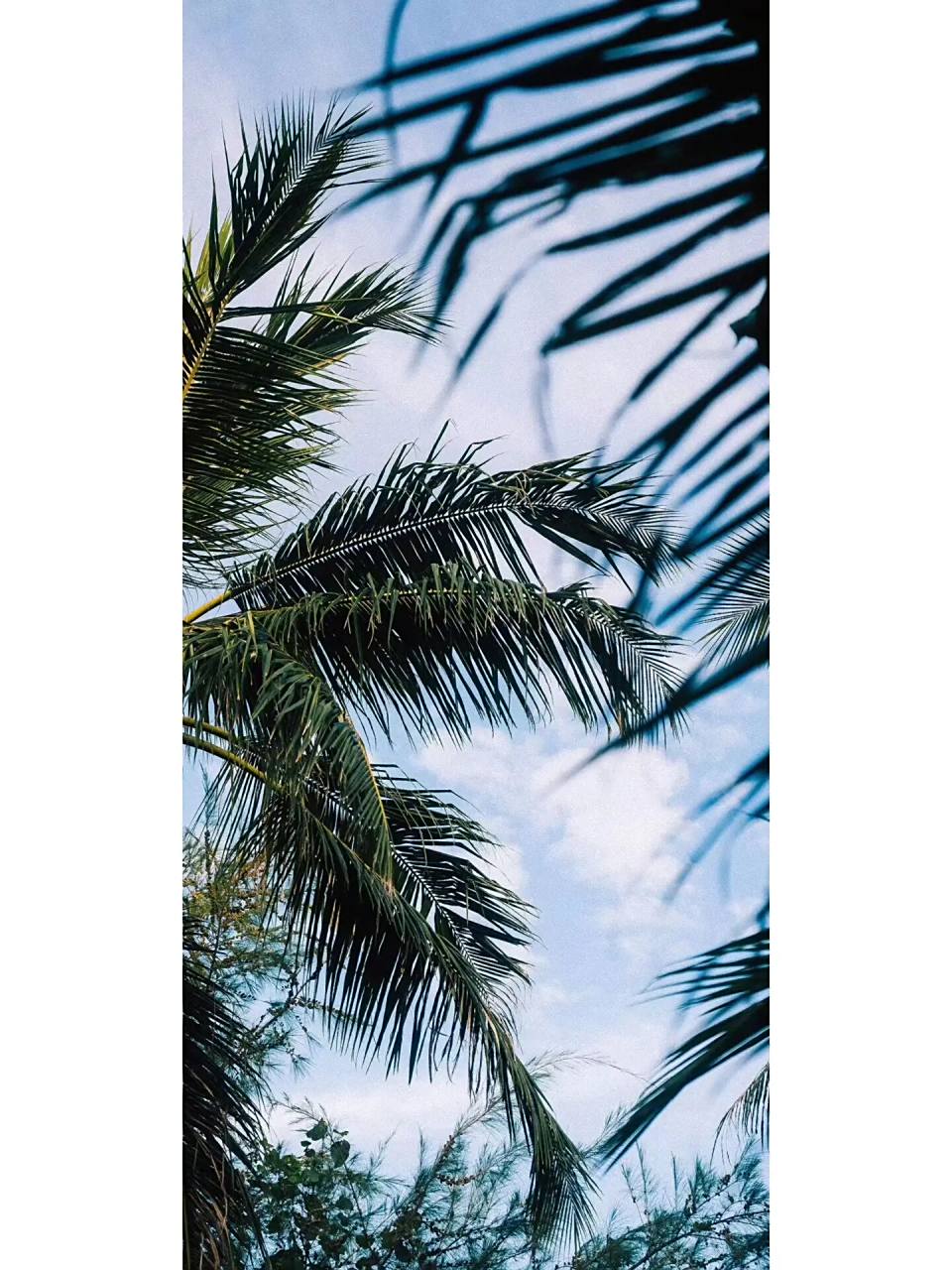 三星s23ultra壁纸 第五期壁纸 夏天快到啦!老规矩,要的私我