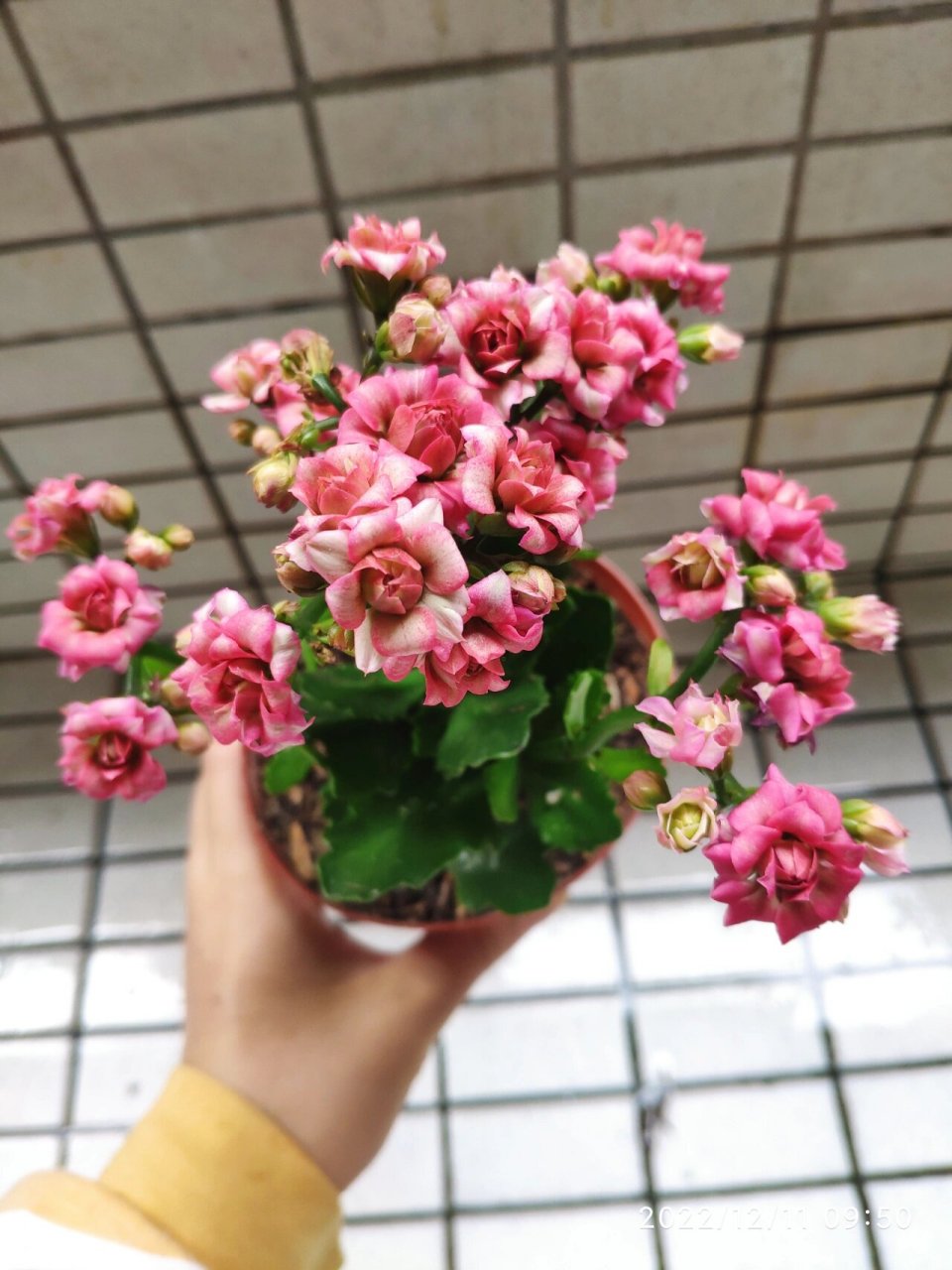 长寿花:超级女神 超大花,颜色比较仙,不消花苞,简直太优秀了