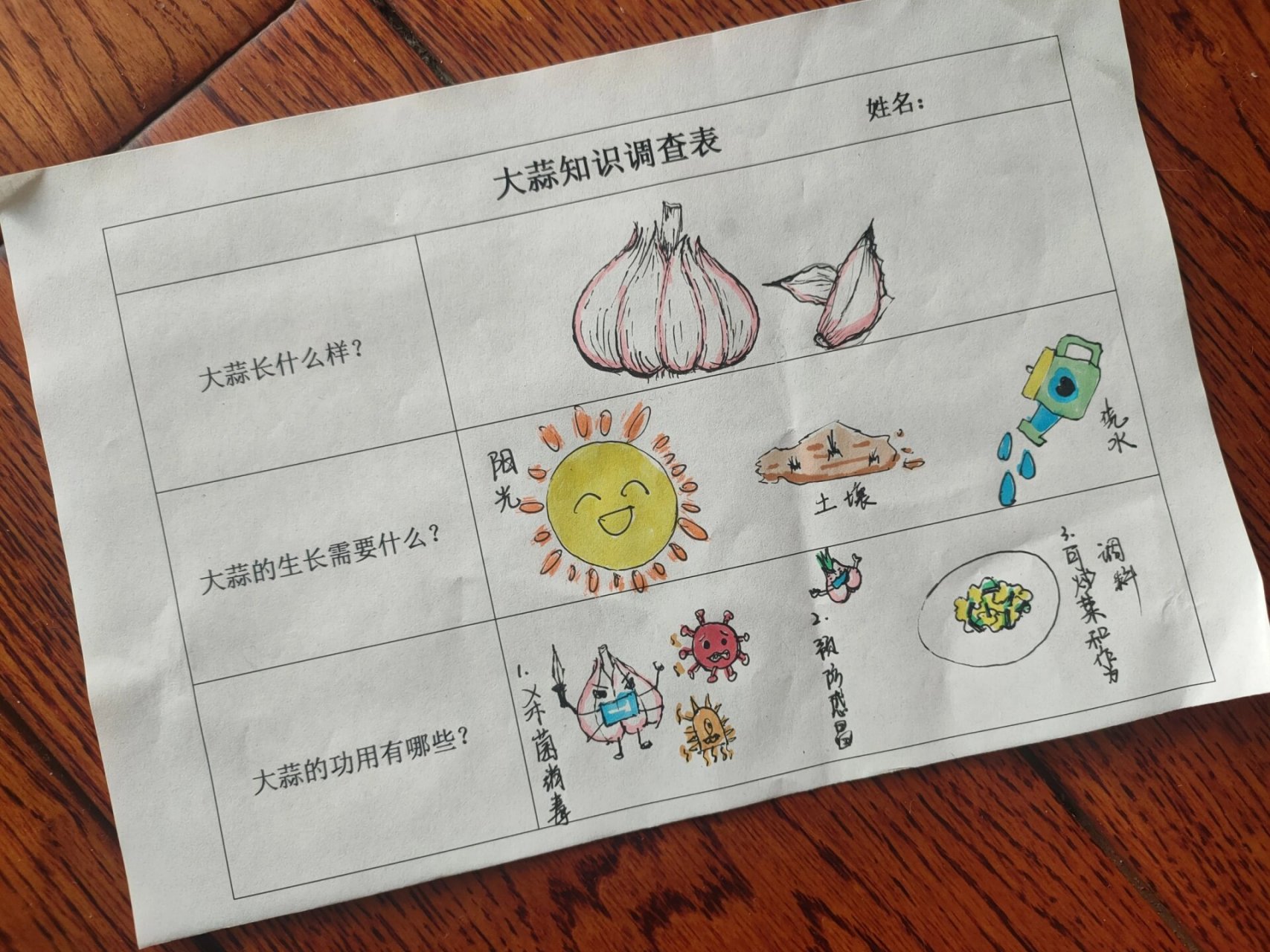 《大蒜知识调查表》幼儿园作业2