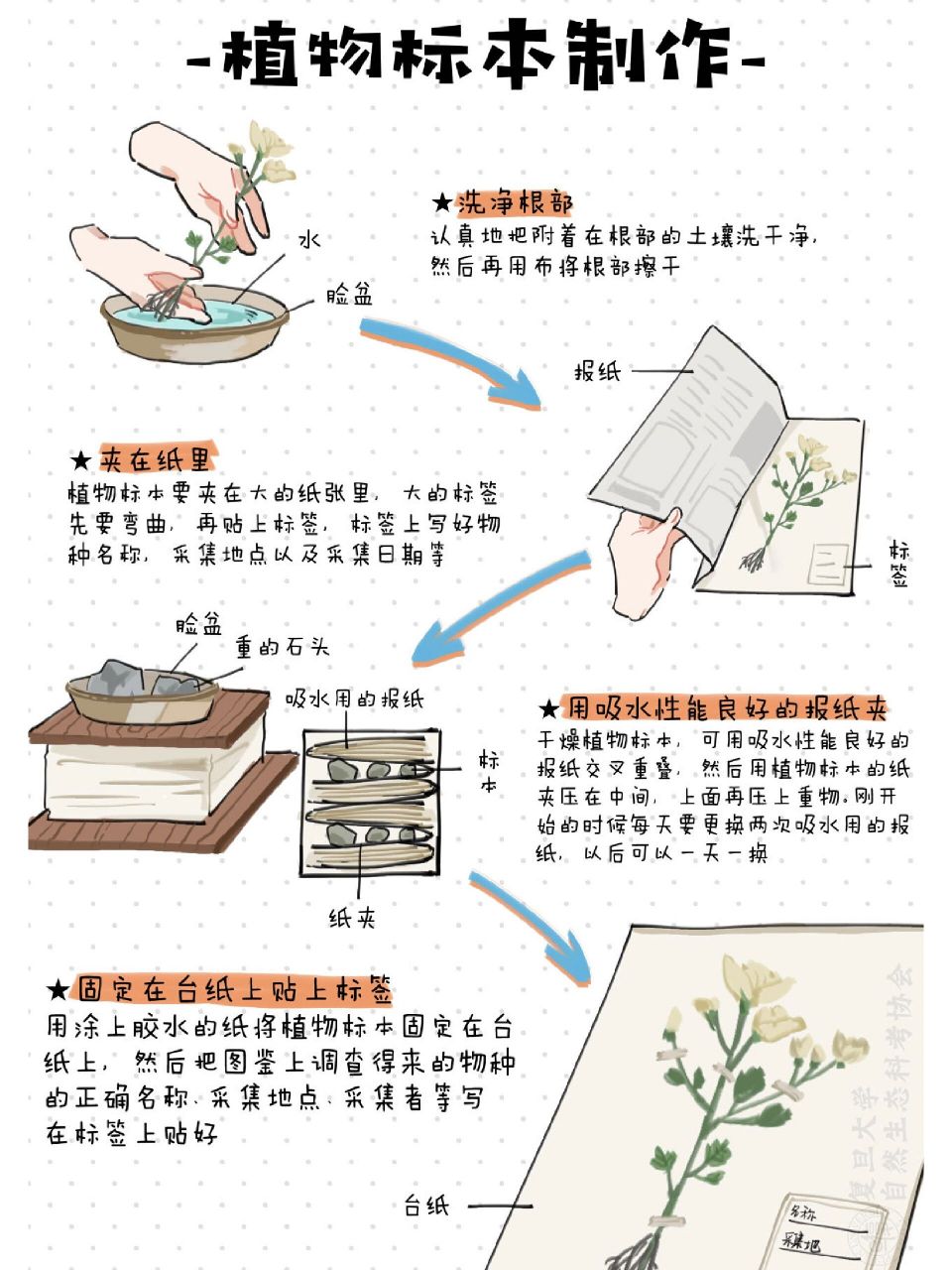 超简单7515五个步骤学会制作植物标本73 91如何制作植物标本?