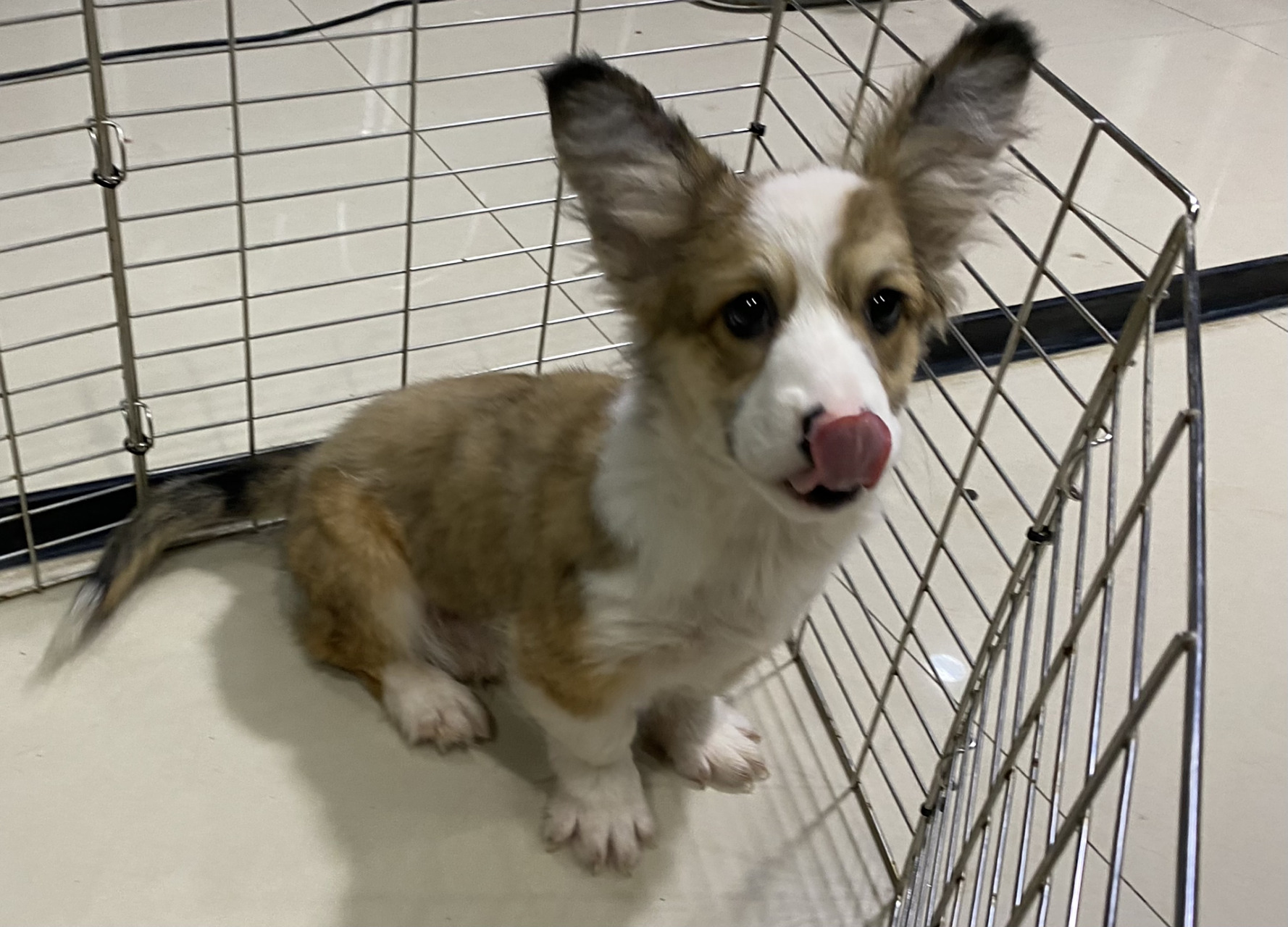 corgi 柯基 corgi (柯基 血统书和晶片)73驱虫完成73一支防疫针