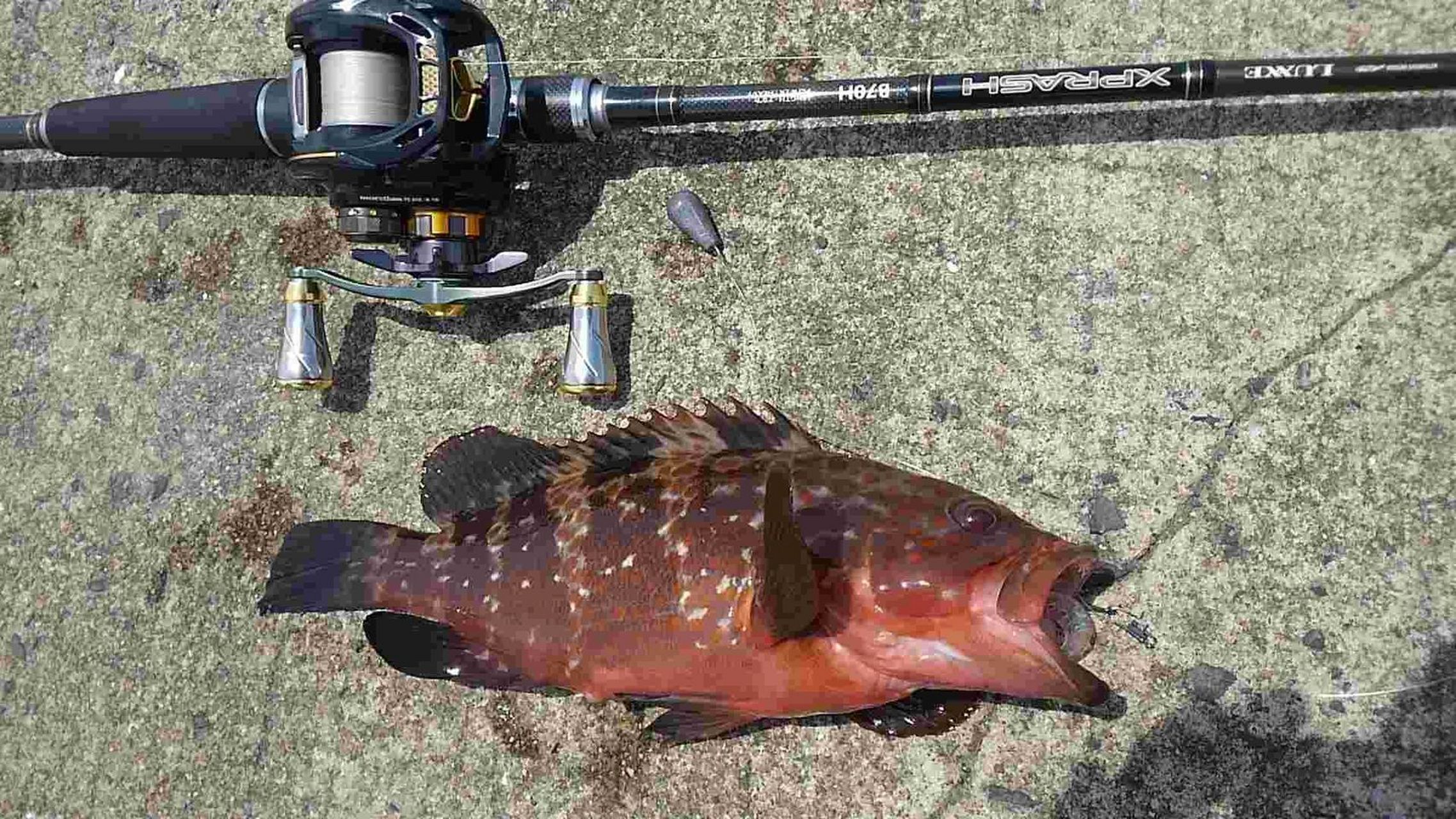 100种好吃且高颜值海鱼(2/100) 中文名:赤点石斑鱼 学名: epinephelus