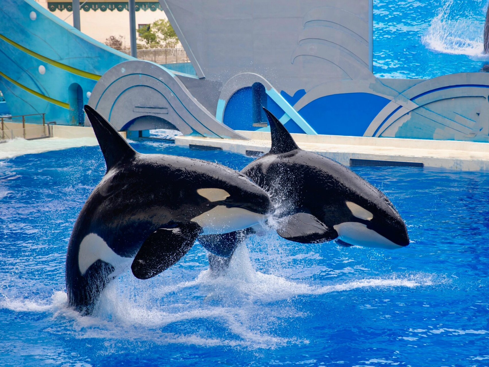 全球唯一虎鲸表演|上海海昌海洋公园|打卡海 93上海海昌海洋公园