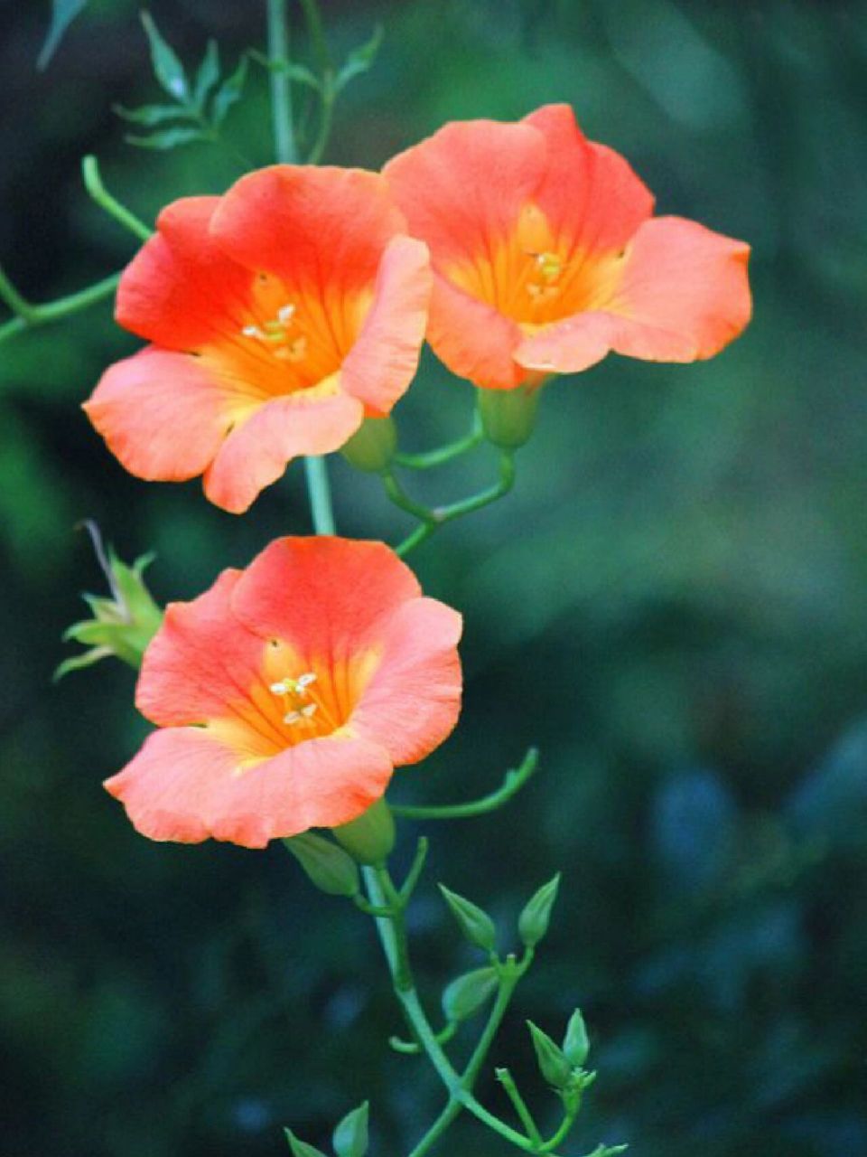 no32:凌霄花 🌸凌霄是中国传统四大藤花之一,翠绿的叶片之中伸出