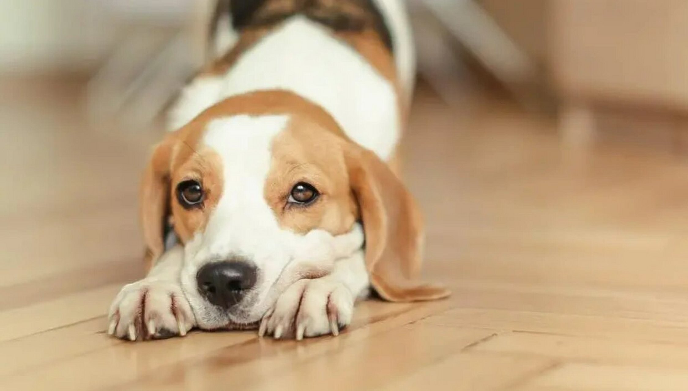 米格鲁的名字传说是来自法语的"beagle",即小的意思.