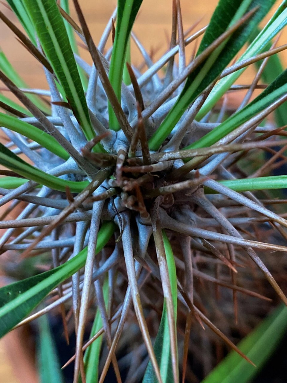 经常逛绿植店会被看起来有点"怪"的品种吸引, 这棵非洲霸王树一看就