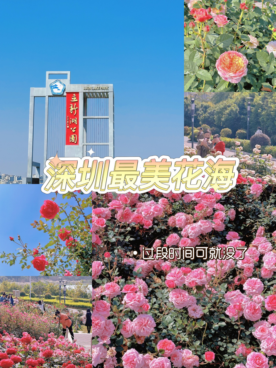 深圳の浪漫法式玫瑰园赏花 94深圳宝安区居然有这么浪漫的公园,并且