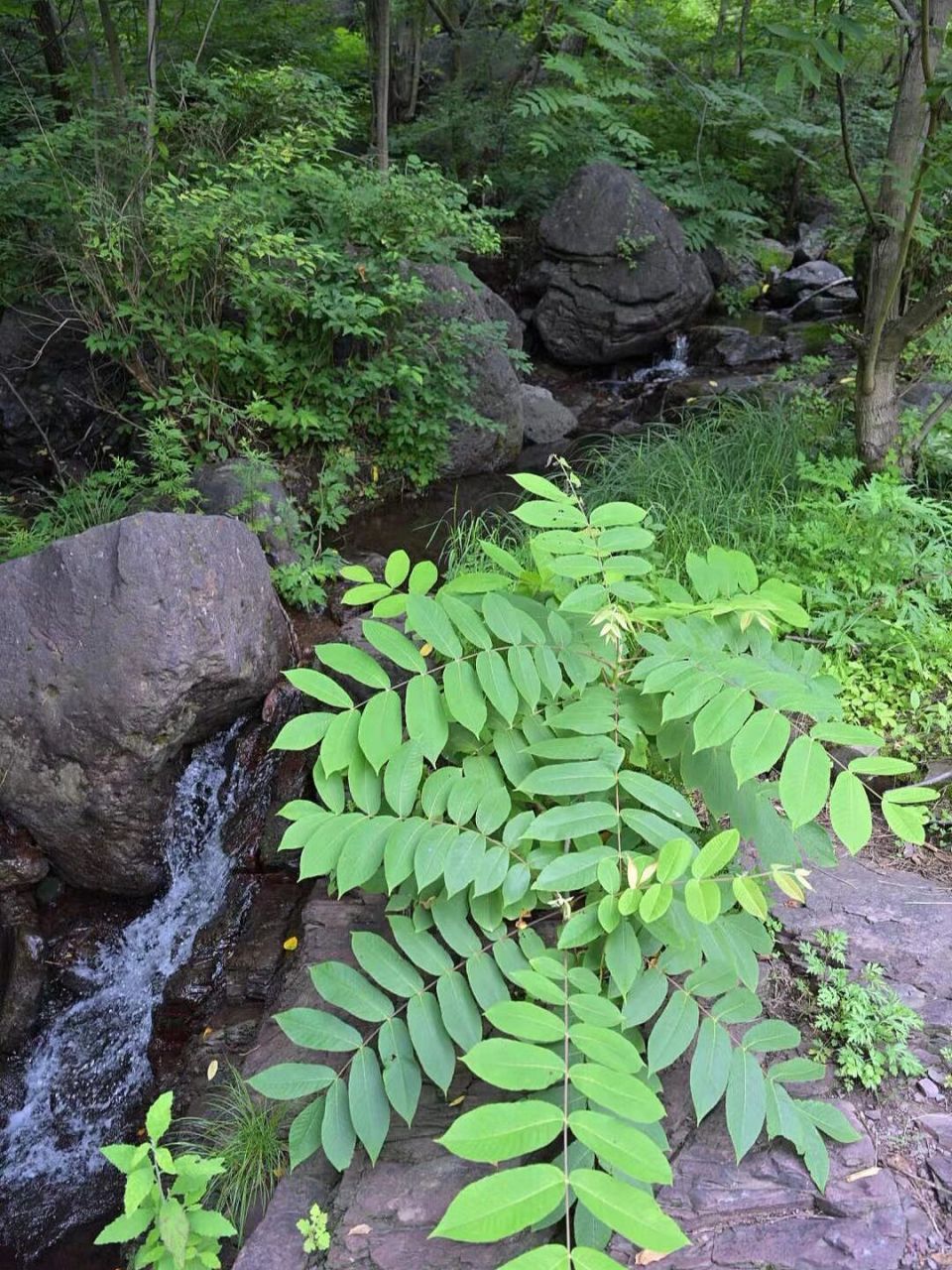 世外桃源 溪水 #露营装备# #北京露营# 野营夏日出行计划,京西密林