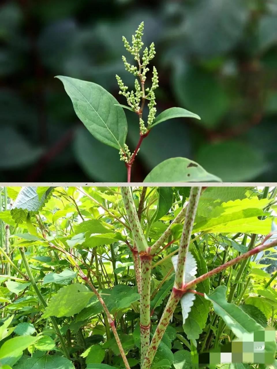 虎杖,小时候农村小孩的免费零食.