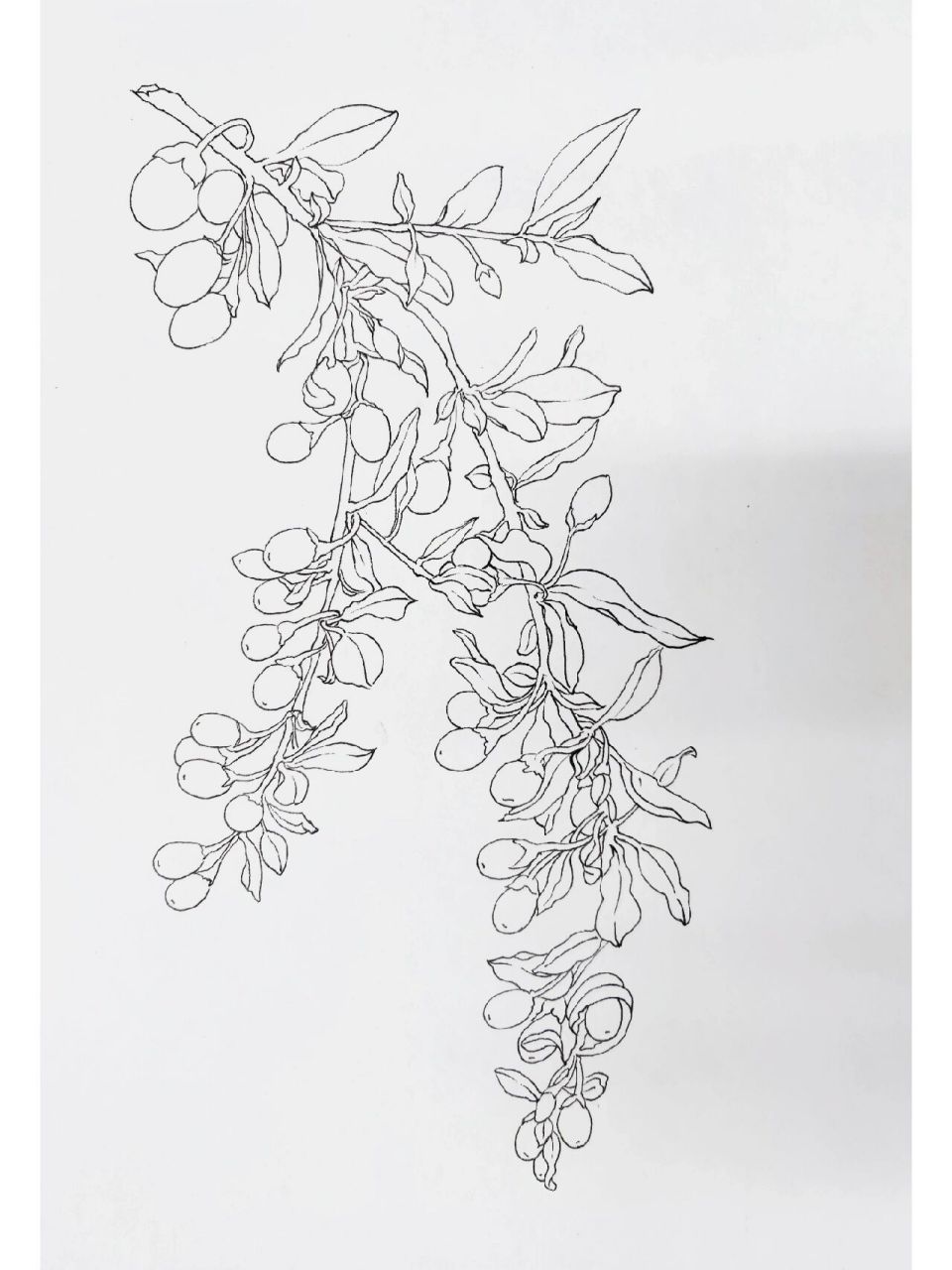 手绘中草药【枸杞】 第二次临摹 的作品!