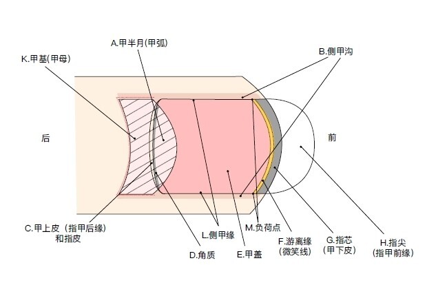 甲根甲床在哪里图解图片