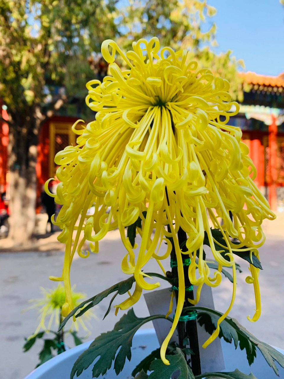 故宫菊花展!各种种类的菊花,每一株都有一个大方儒雅的名字!