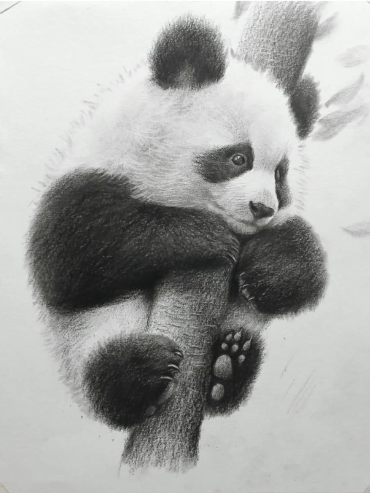 素描小熊猫🐼