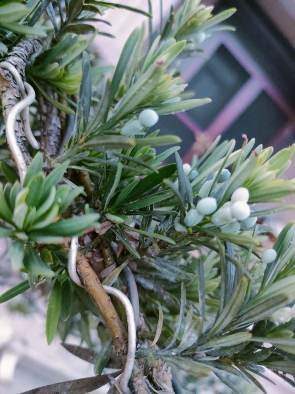 家里的罗汉松结果子了  家里的罗汉松结果子了