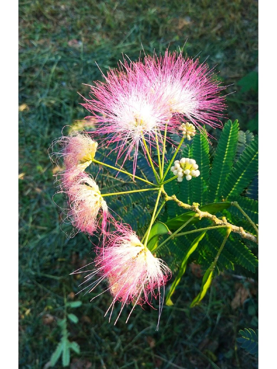 合欢树 合欢树也叫芙蓉树,夏季开花最长的树