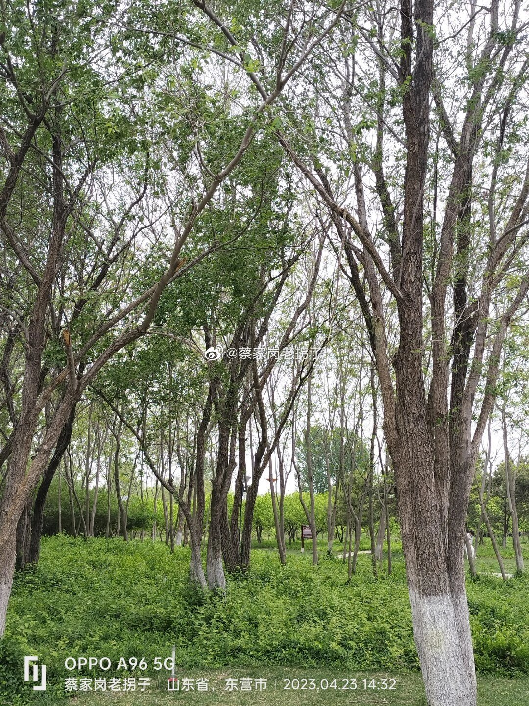 东营植物园冬天图片