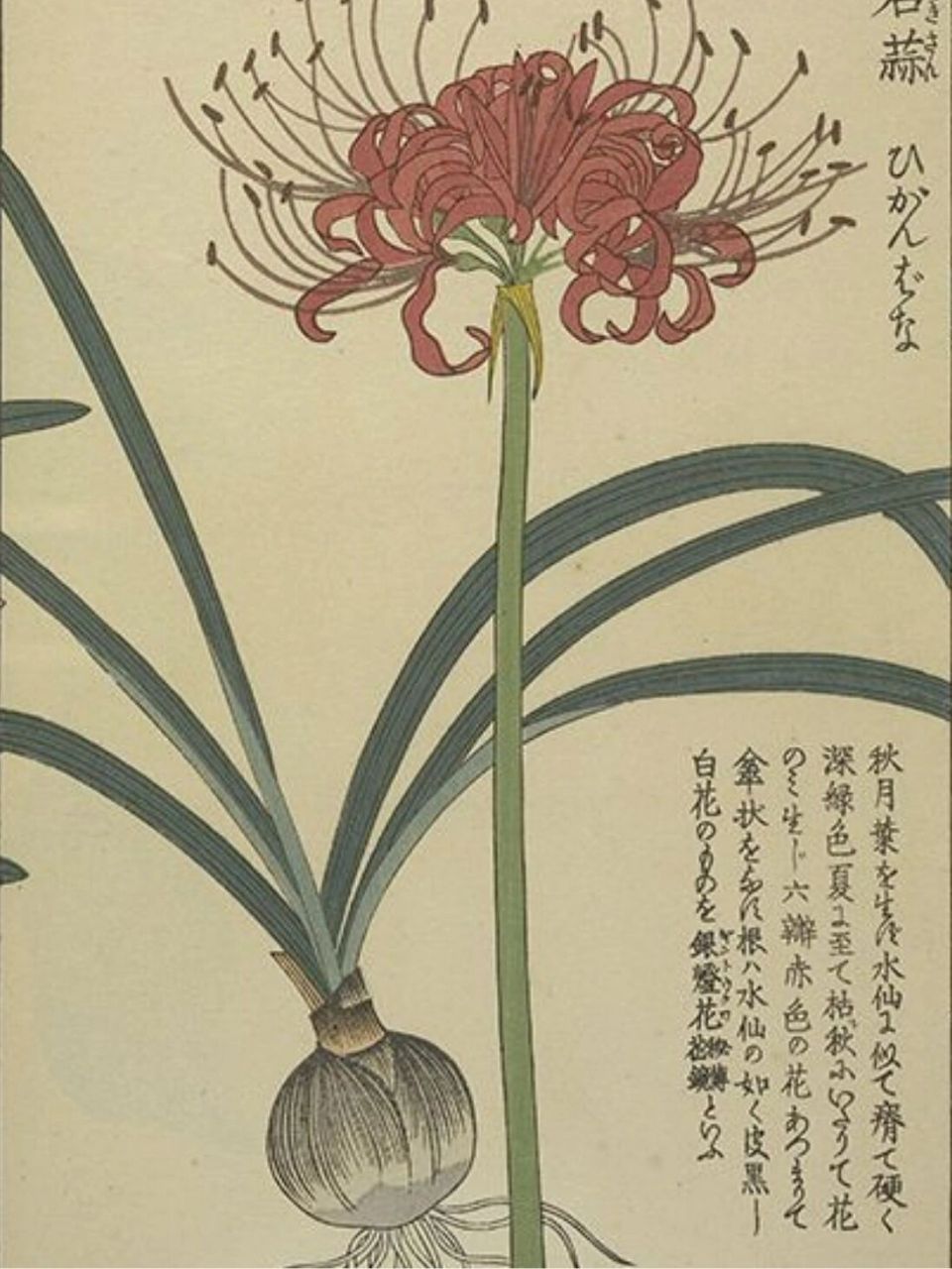 石蒜图谱 又称"曼珠沙华",彼岸花