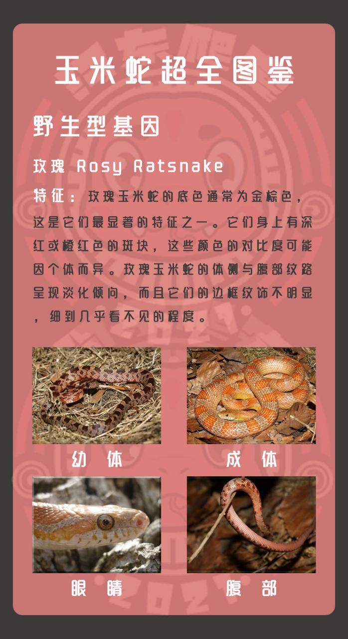 玉米蛇超全图鉴-野生型 大家好,我是你们的爬行宠物小达人!