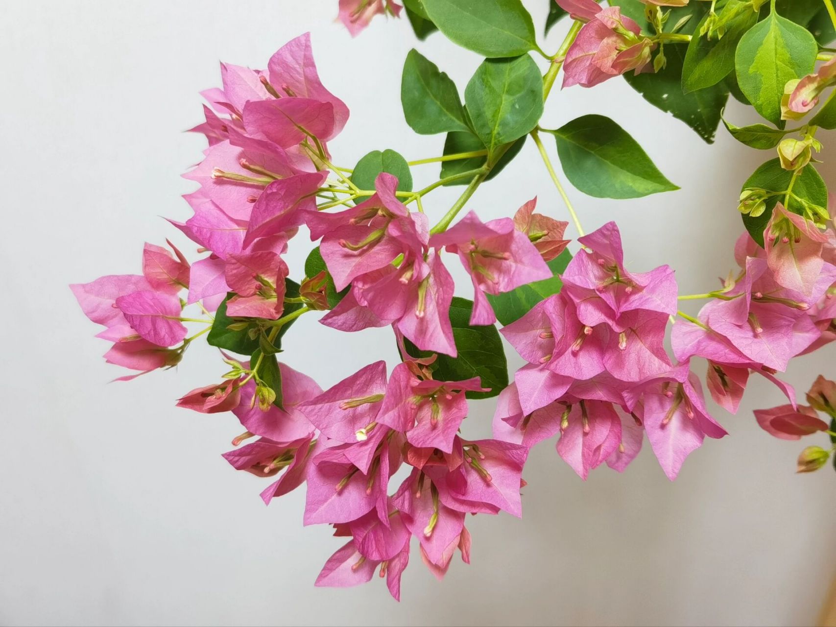 三角梅-水晶(暗斑蜡染粉)