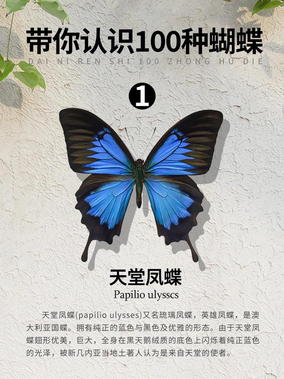 带你认识100种蝴蝶——1/100【天堂凤蝶】 -科属:凤蝶科凤蝶属 -简介