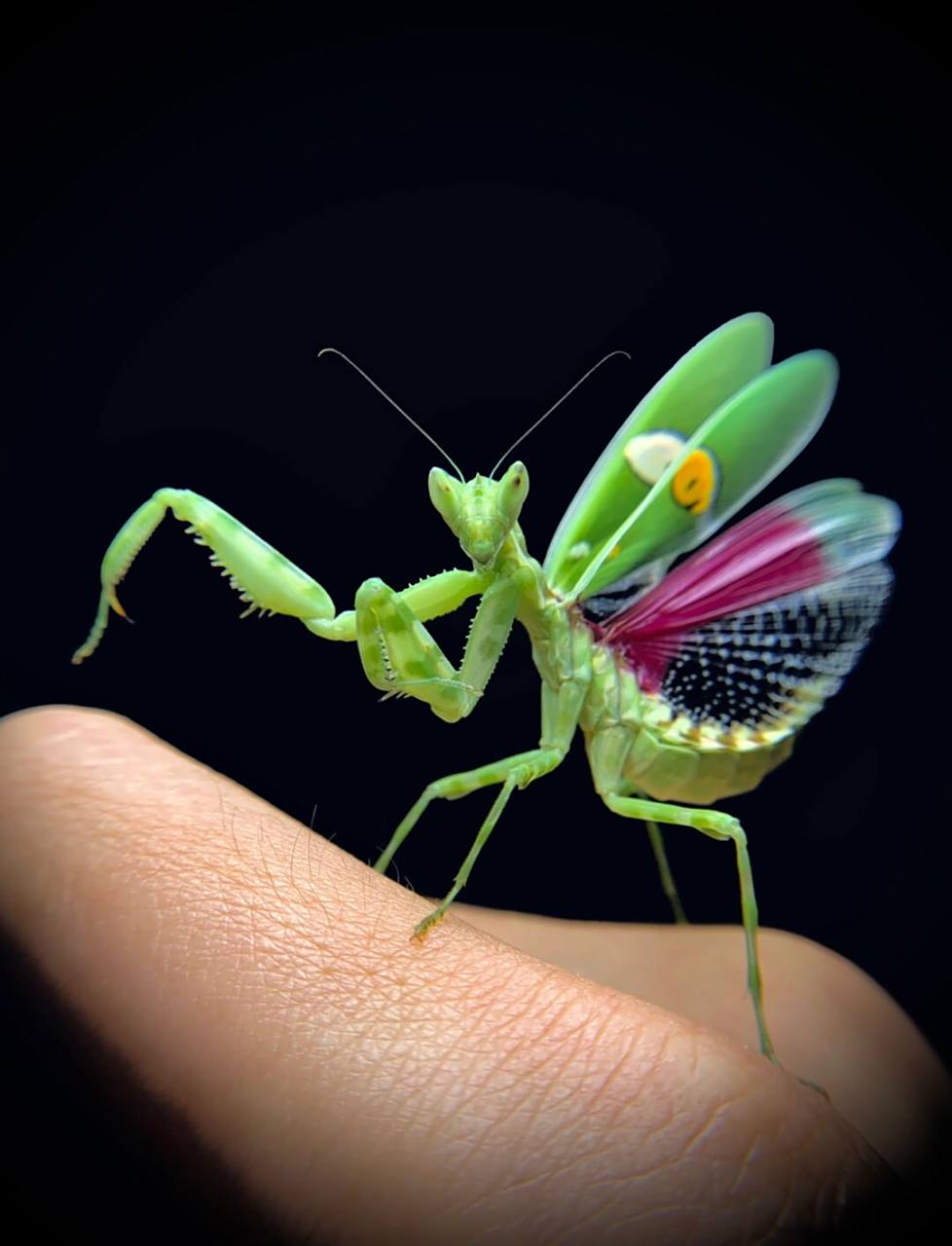 眼斑螳螂成虫～ 广西产云眼斑螳~ 饲养简单,易上手,喂食樱桃蟑螂,面包