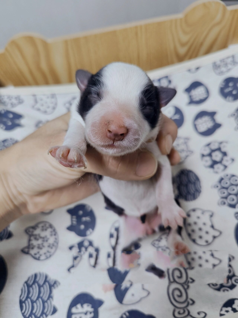 居然一只蓝陨石没生到 边牧盲盒今天开奖啦 一只黑白边牧妹妹,一只