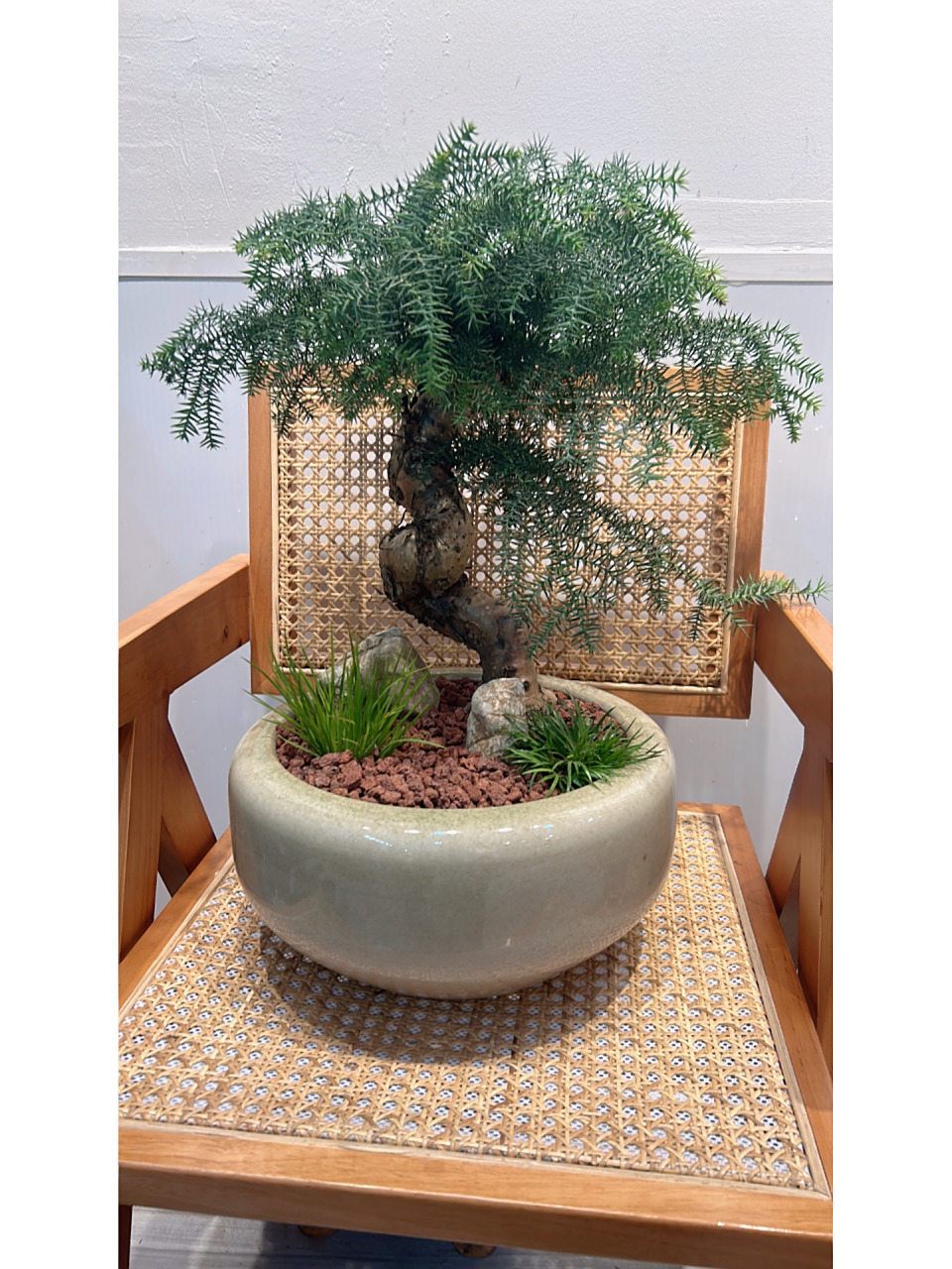 澳洲杉 寓意基业长青 事业成功!