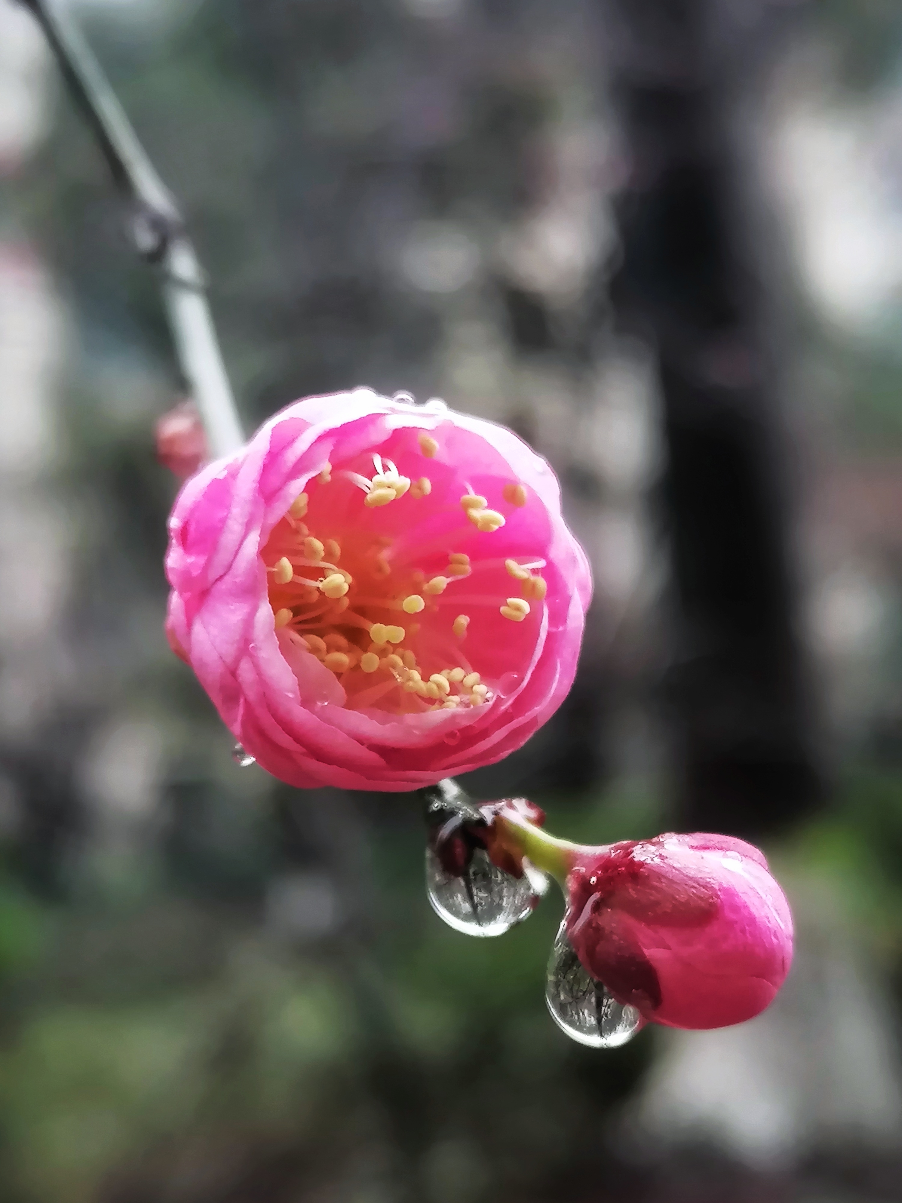 寻冬 雨后红梅见彩珠 腊月细雨,雨后微阳,梅苞水滴.