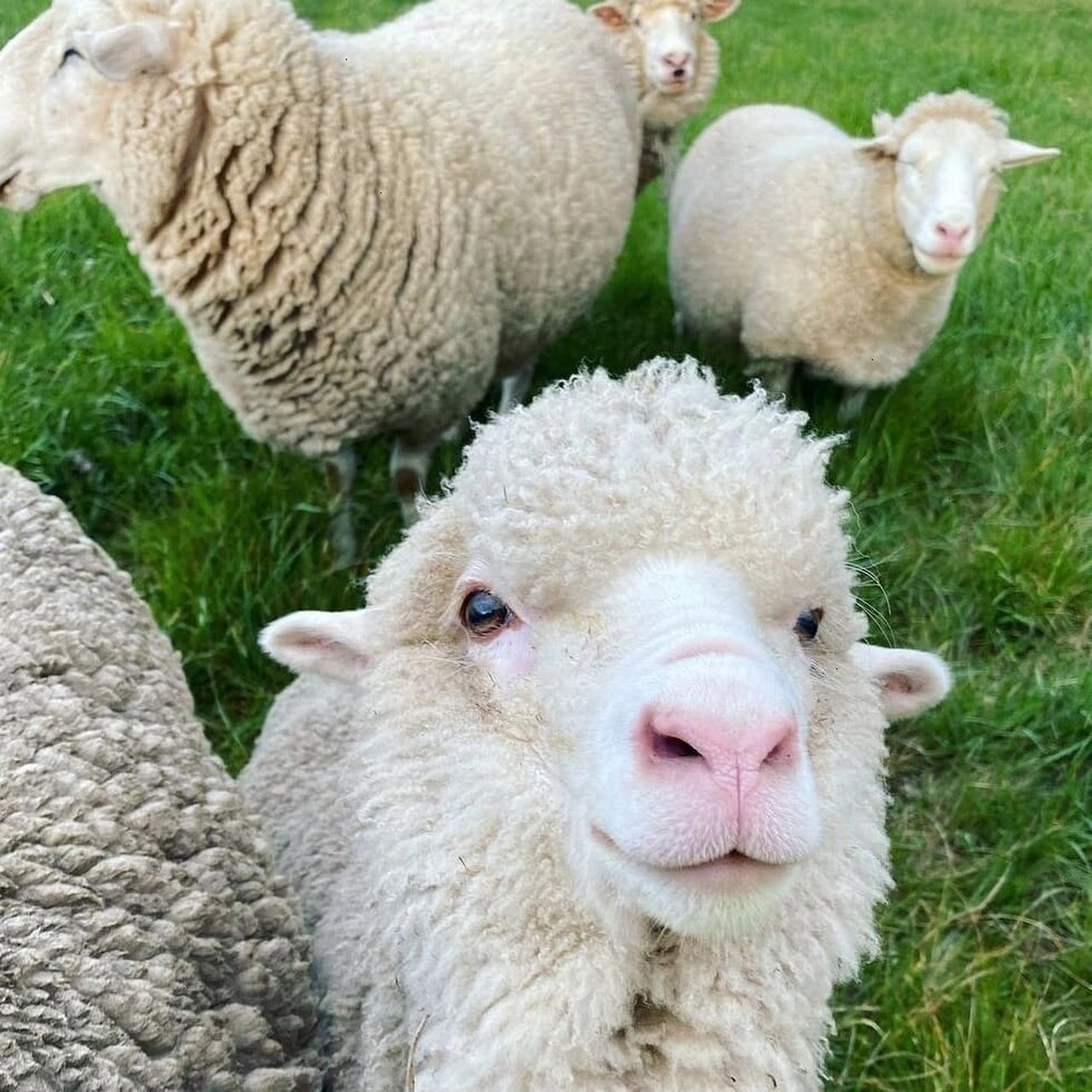 干饭91遛弯99澳洲绵羊的真实日常生活 牧场上的美丽诺小羊每天