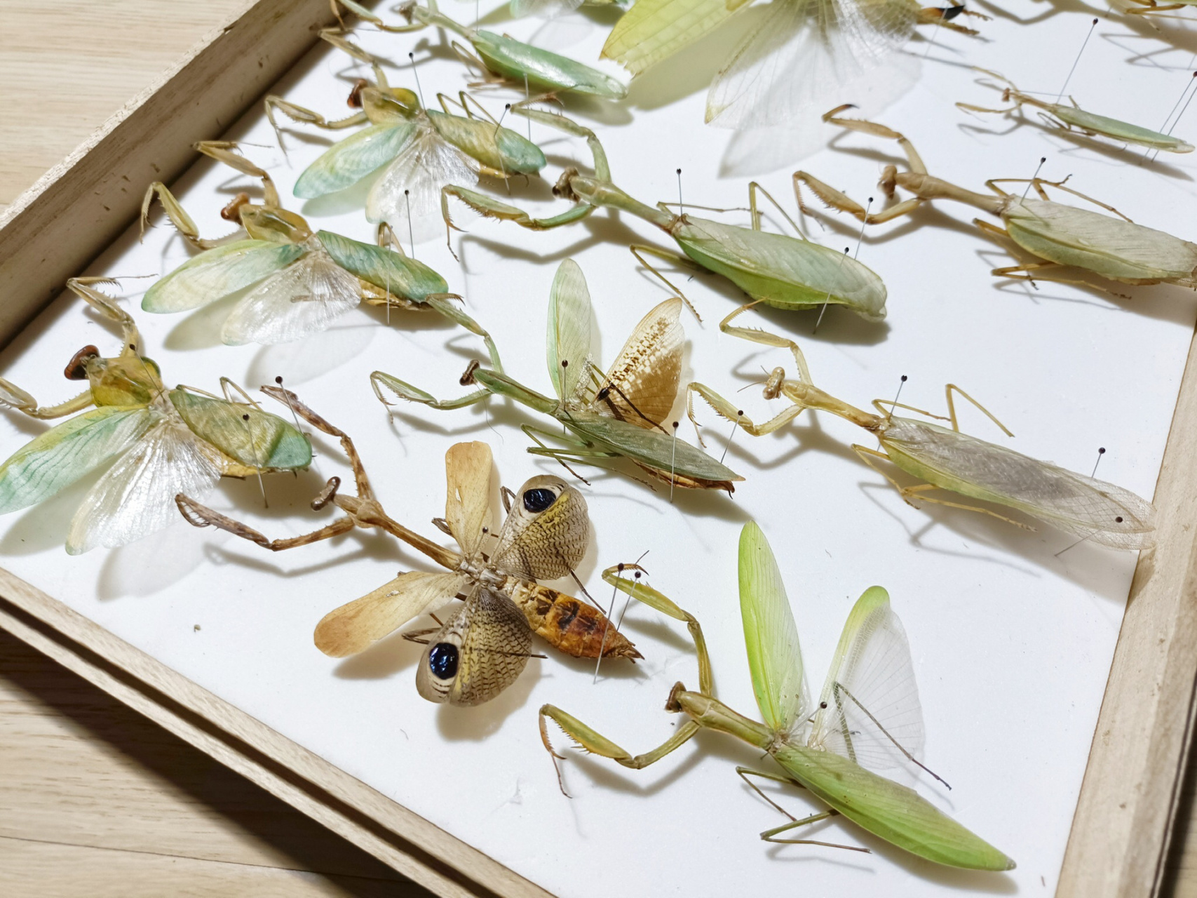 小众爱好～标本走起～螳螂标本～ 螳螂螽斯标本一盒,盾螳,巨绿螳,孔雀