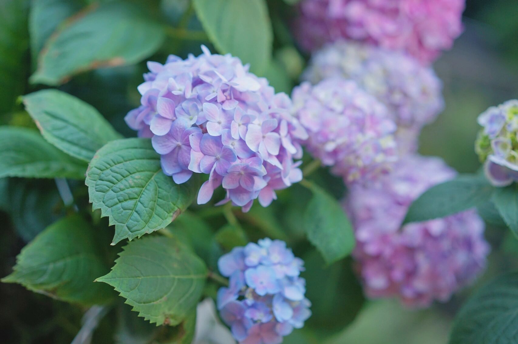 绝美的幻彩绣球花 今年的绣球调出了我最理想的色彩.