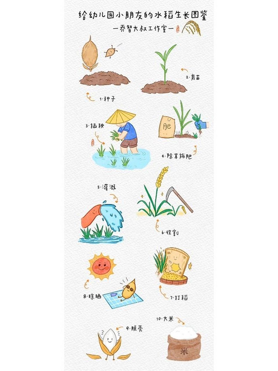 水稻生长图鉴 水稻生长图鉴