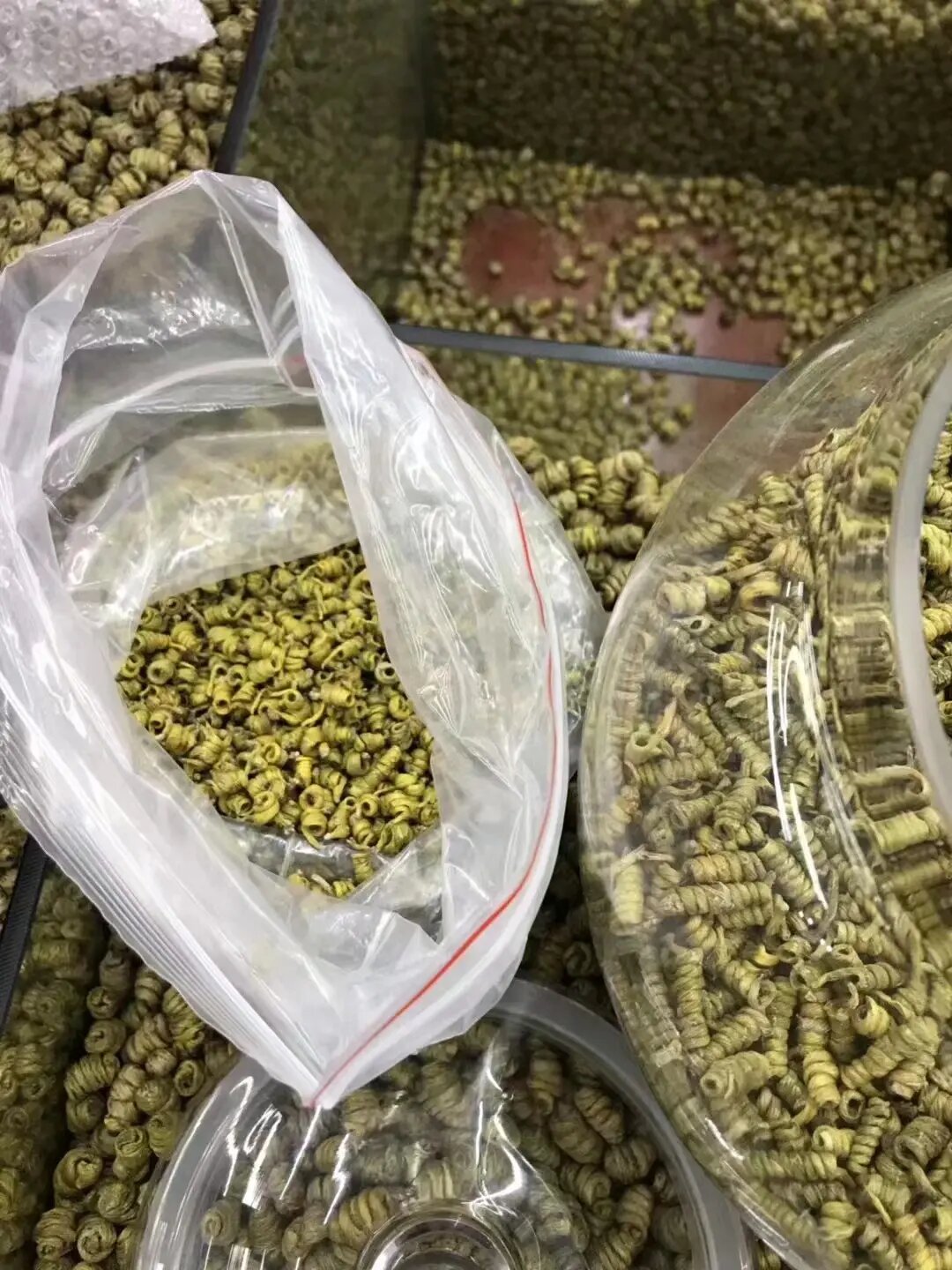 纯野生霍山米斛,俗称龙头凤尾草,根部形如昂起的龙头,顶部形如翘起的