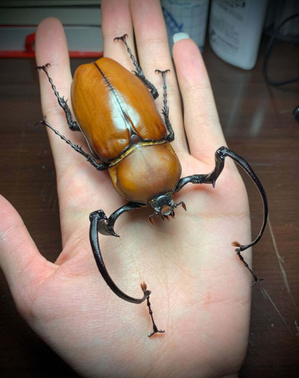 茶色长臂金龟 euchirus longimanus 茶色长臂金龟,成虫长体50-86mm