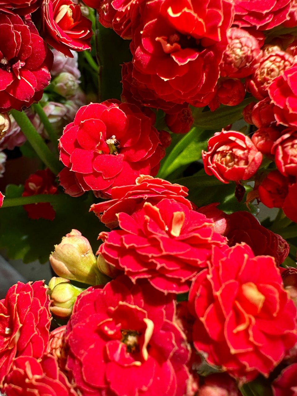 鲁比欧02    长寿花火狐狸02,长寿花火焰红丝绒,长寿花鲁比欧