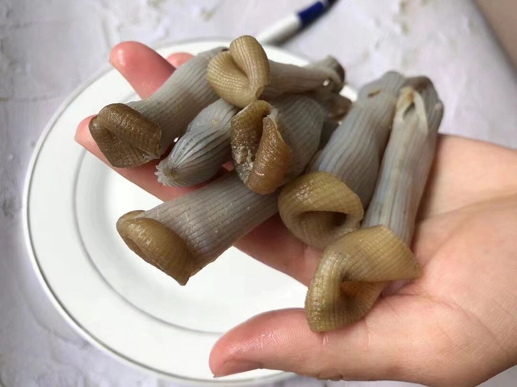 沙虫的功效 野生原色大沙虫干野生沙虫厚肉,口感好,营养价值极高.