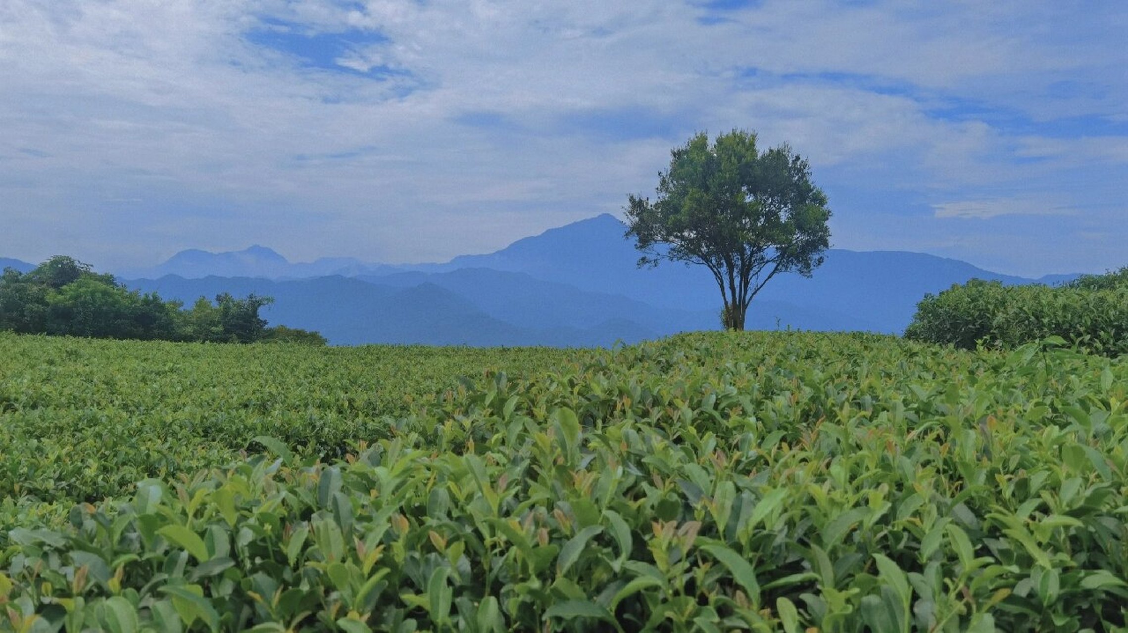 阳西景点旅游东水山曲河茶场 91东水山,位于阳西县西北约60公里处