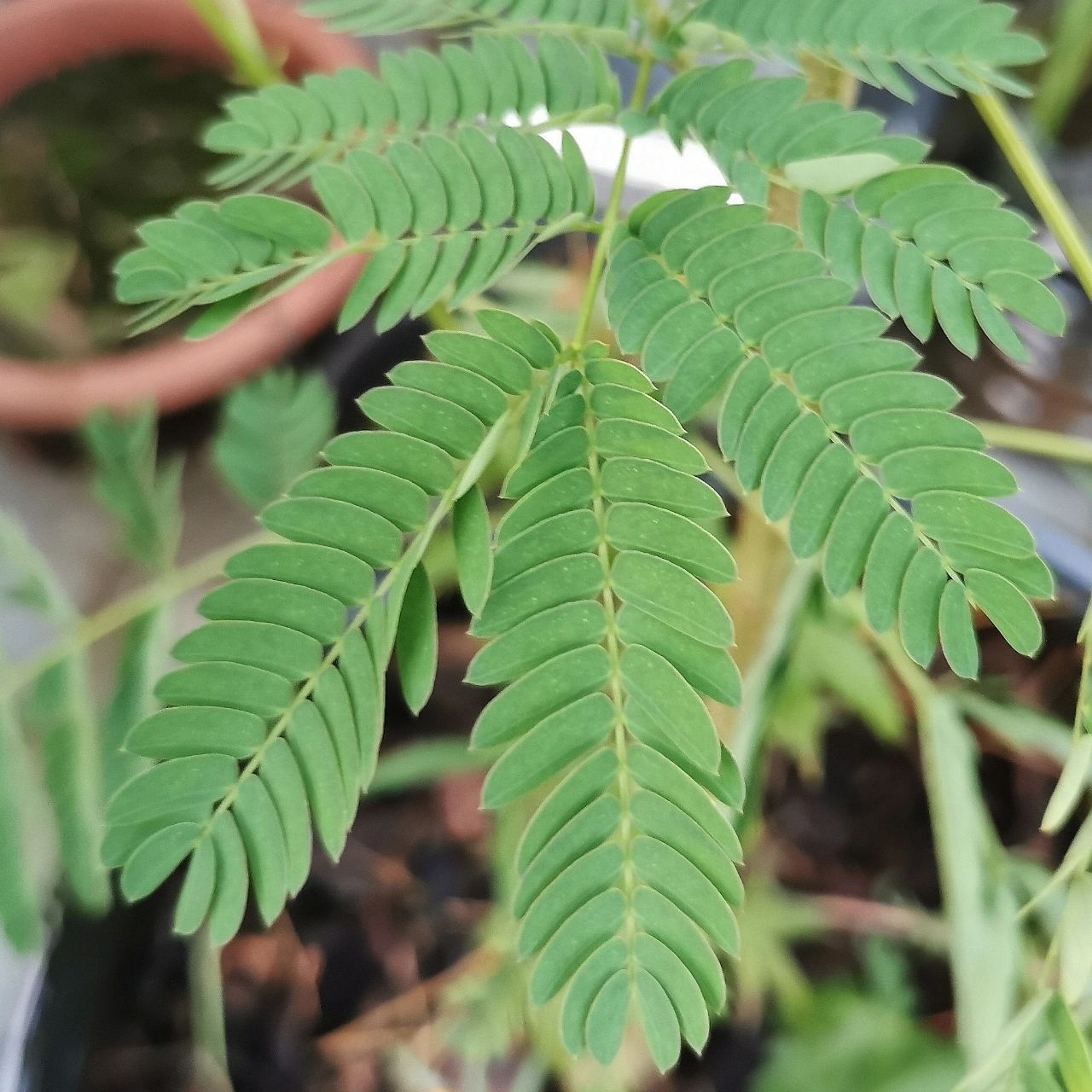 合欢树的叶子为什么晚上会合起来 合欢树之所以晚上会紧闭叶片,是因为