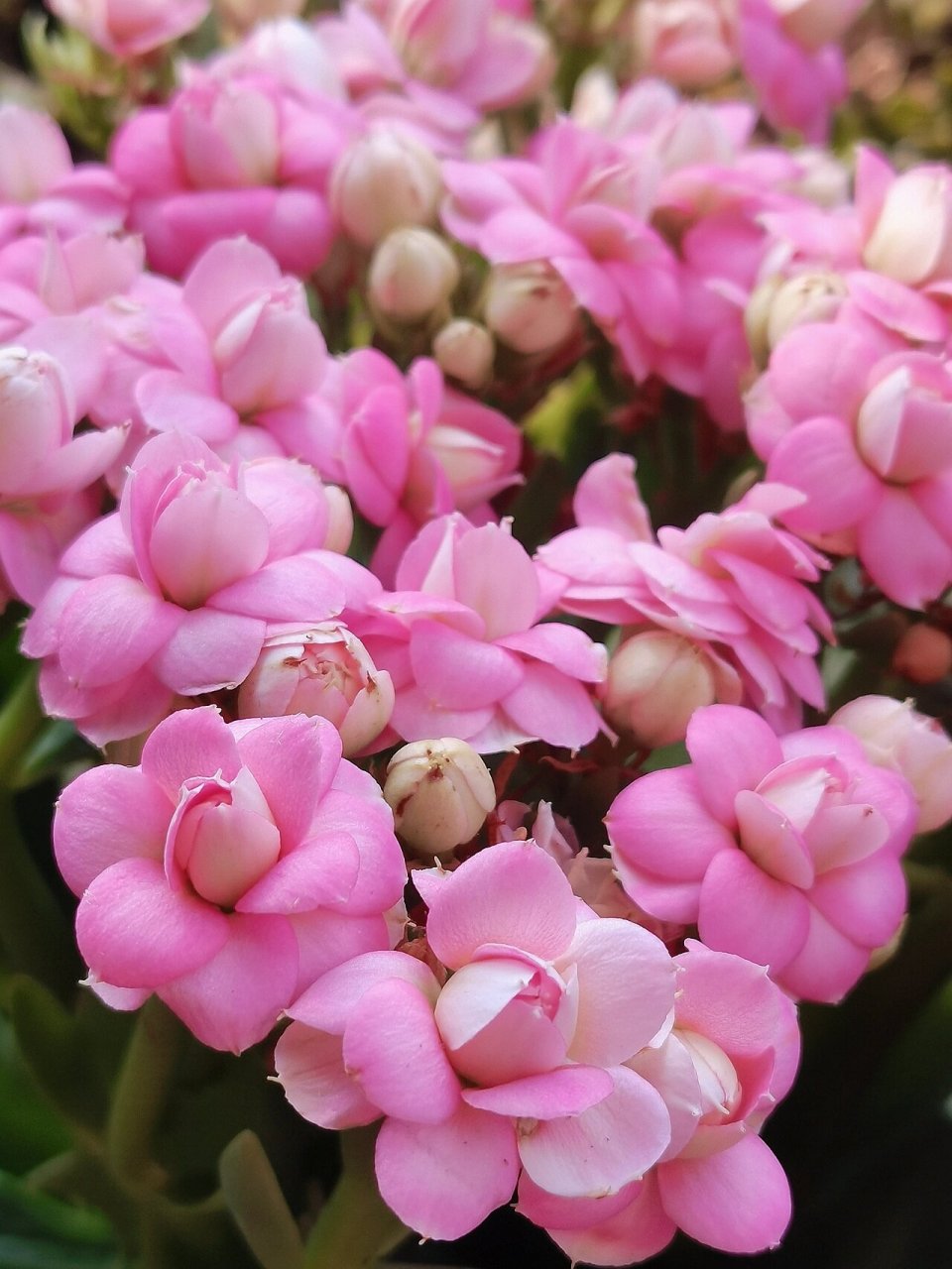 独角兽—长寿花 三鱼一兽里面的独角兽可爱到爆炸的一款花,看着每个