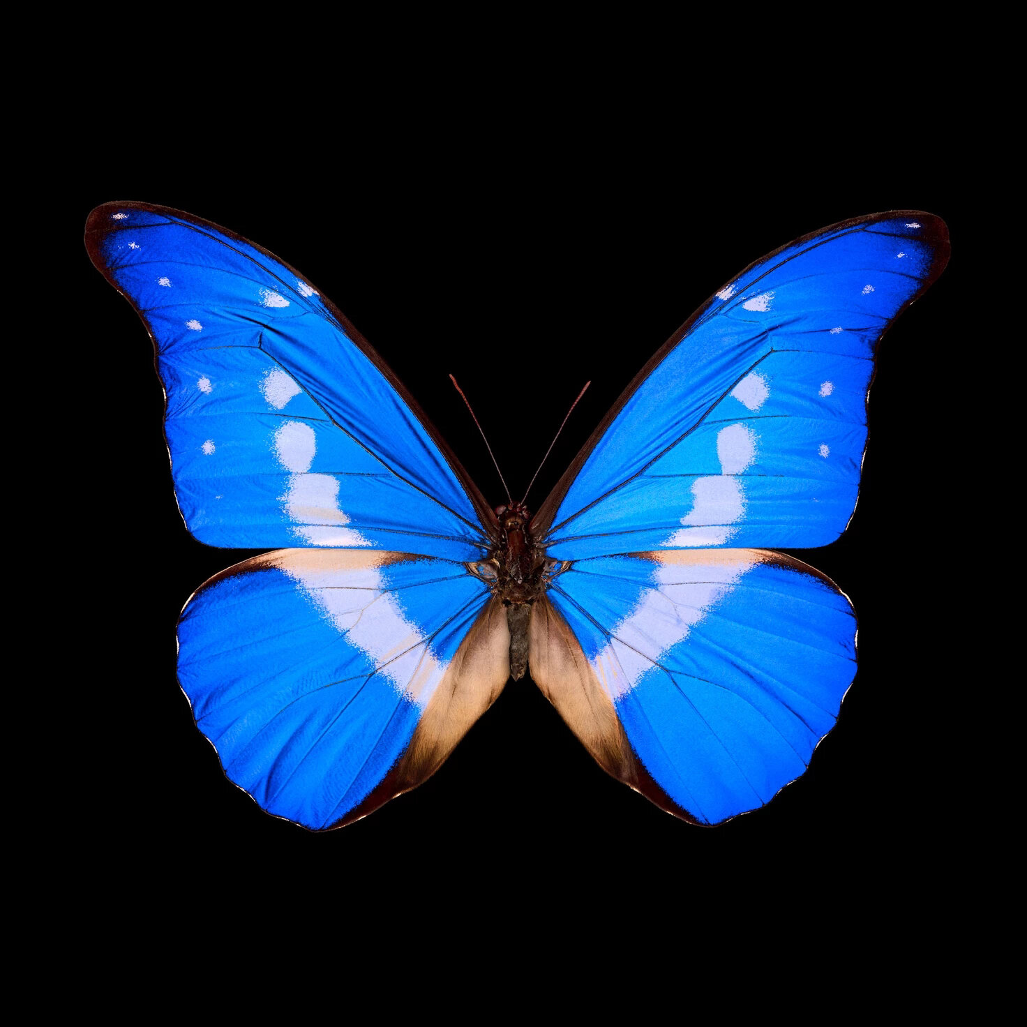 【愿星辰照耀你的方向】光明女神闪蝶 海伦娜闪蝶morpho helena,又称