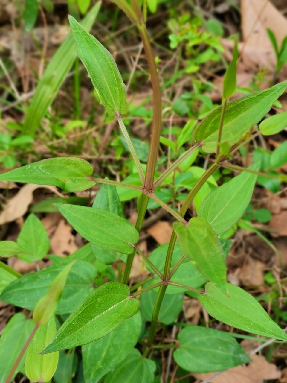 茜草图片大全植物图片图片