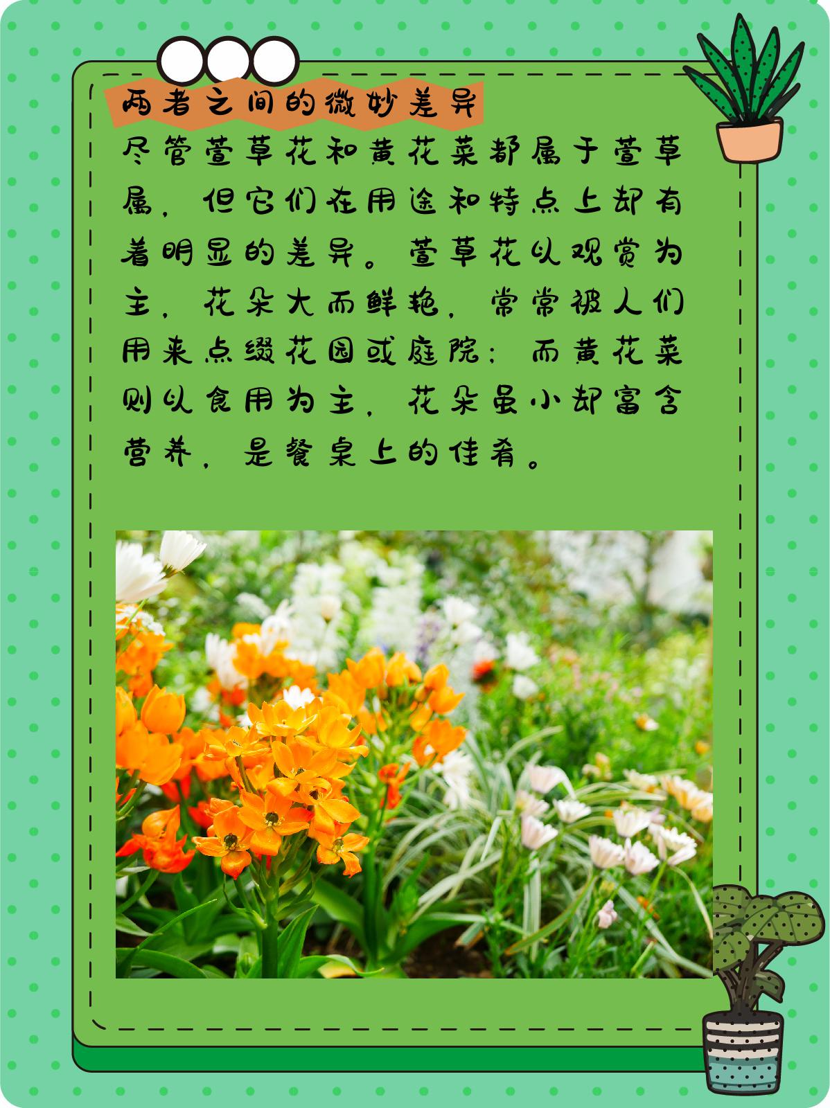 萱草花和黄花菜区别 1,萱草花:花朵的优雅舞者 萱草花,又名忘忧草,它