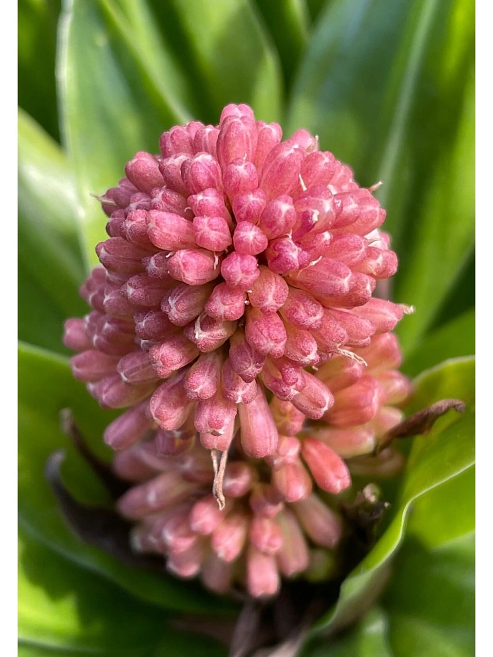 太阳神开花 绿植太阳神,又名密叶朱蕉,开出如红宝石般的花