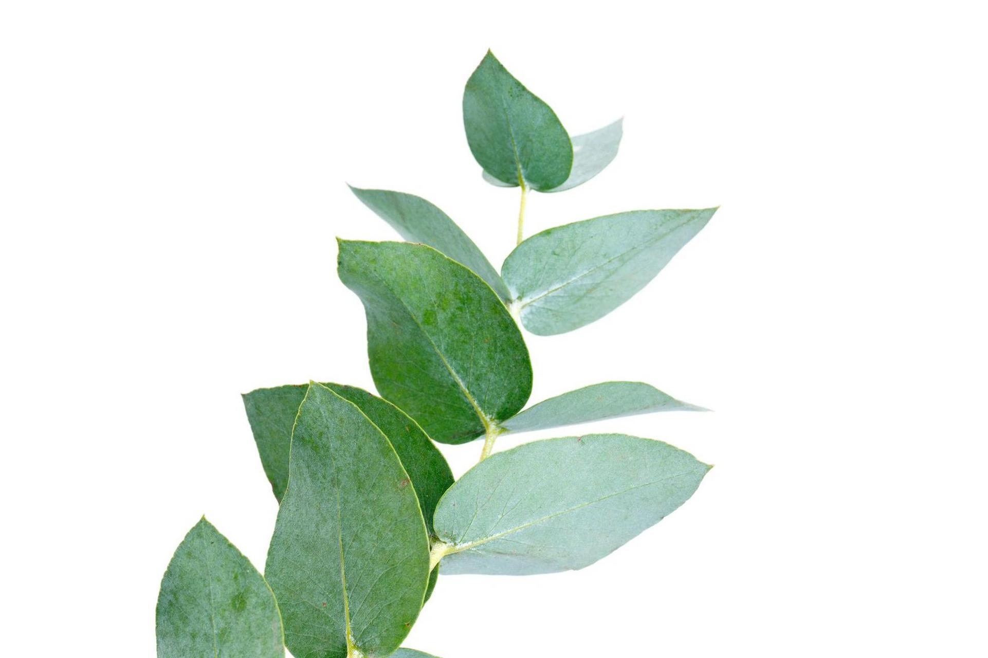 桉树也叫尤加利树, 95桉树,也叫尤加利树,桃金娘科(myrtaceae).